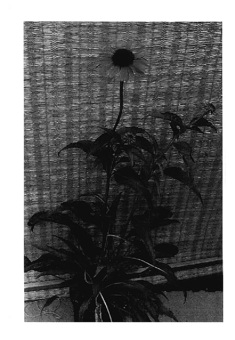 Figure 1 of US plant patent PP17659, the photograph of Evan Saul printed in the patent.