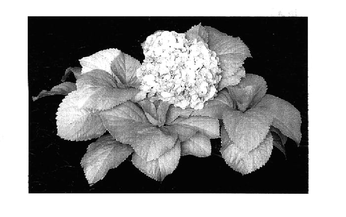 Figure 1 of US plant patent PP17660, the photograph of Lemon Daddy printed in the patent.