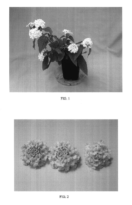 Figure 1 of US plant patent PP17661, the photograph of Balucwite printed in the patent.