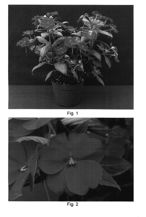 Figure 1 of US plant patent PP17662, the photograph of Misato FG3 printed in the patent.