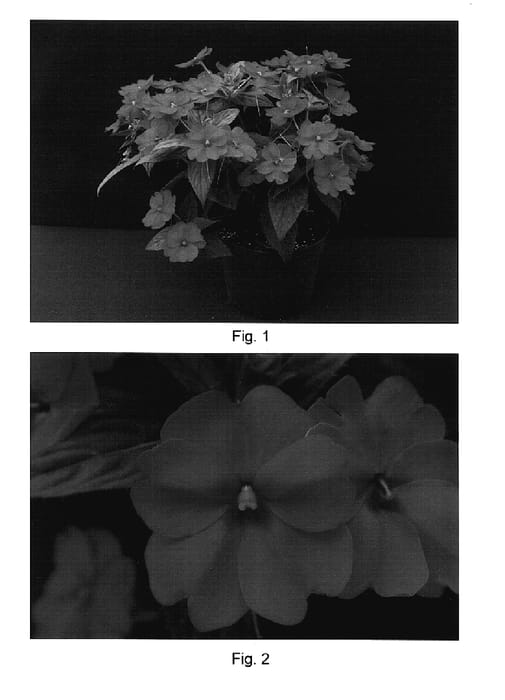 Figure 1 of US plant patent PP17663, the photograph of Misato FG2 printed in the patent.