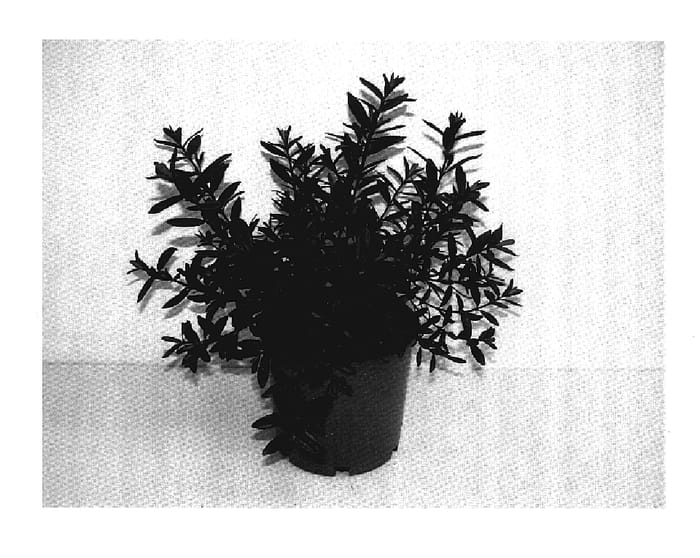 Figure 1 of US plant patent PP17664, the photograph of Turkish Delight printed in the patent.