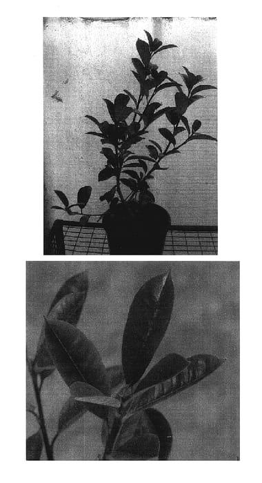 Figure 1 of US plant patent PP17665, the photograph of Parred printed in the patent.