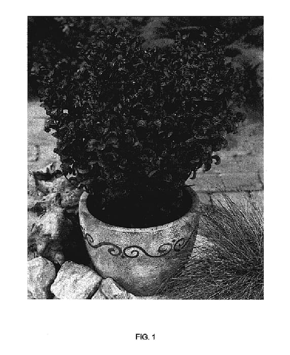 Figure 1 of US plant patent PP17666, the photograph of CURLY RED printed in the patent.