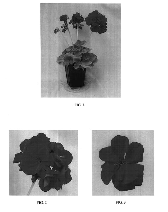 Figure 1 of US plant patent PP17667, the photograph of Baldesimred printed in the patent.