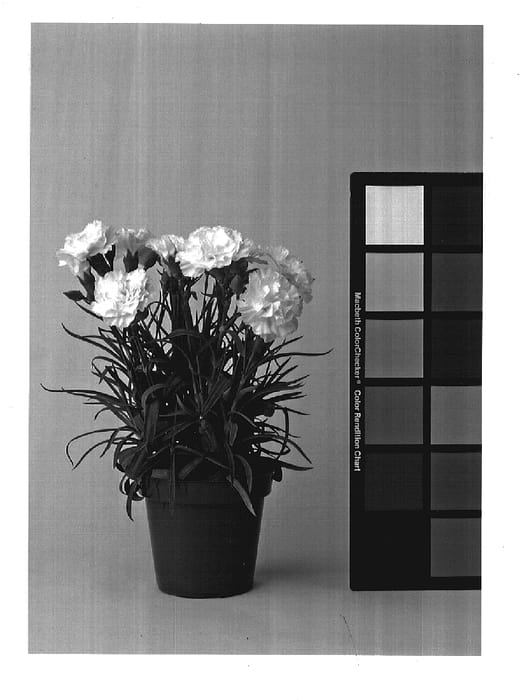 Figure 1 of US plant patent PP17668, the photograph of CFPC Moonstone printed in the patent.