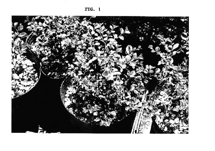Figure 1 of US plant patent PP17669, the photograph of Sato's Dwarf Red printed in the patent.