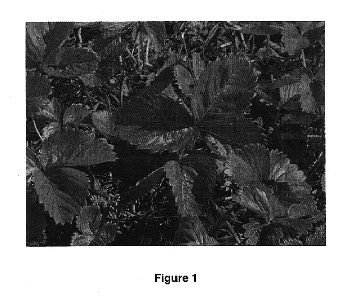 Figure 1 of US plant patent PP17670, the photograph of Orleans printed in the patent.