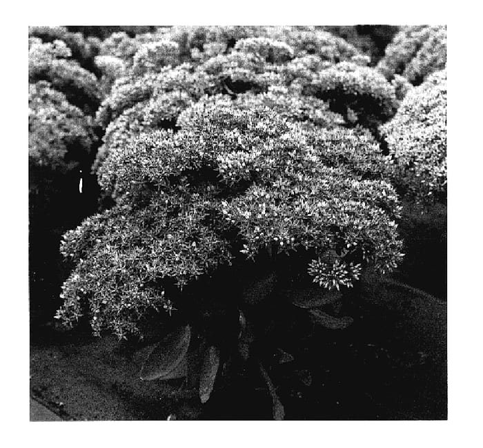 Figure 1 of US plant patent PP17671, the photograph of Mr. Goodbud printed in the patent.