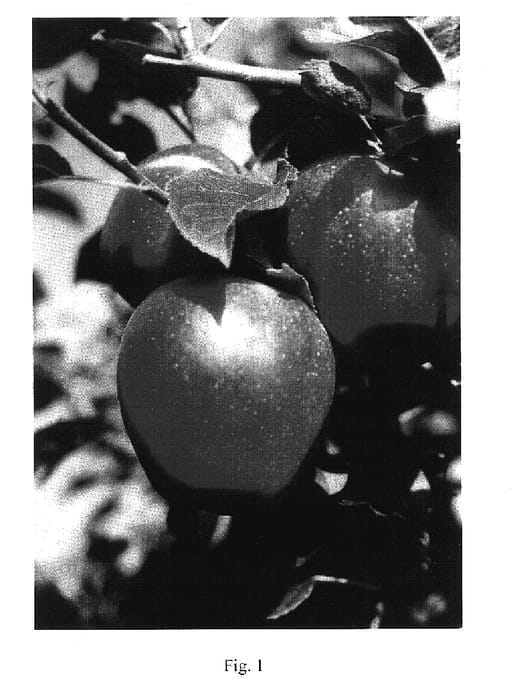 Figure 1 of US plant patent PP17672, the photograph of ROHO 3615 printed in the patent.