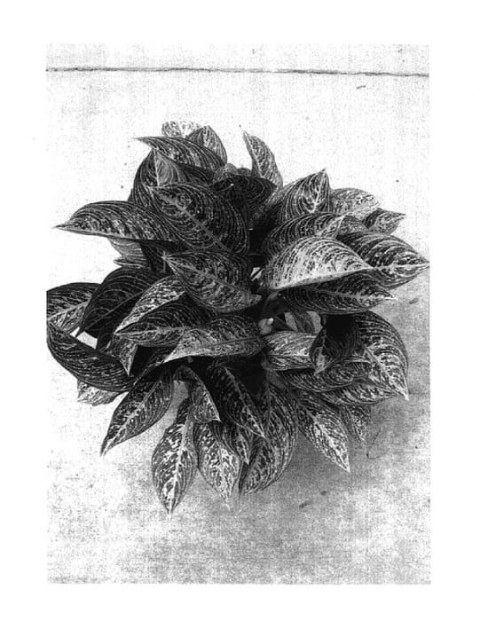 Figure 1 of US plant patent PP17673, the photograph of TWYAG0003 printed in the patent.