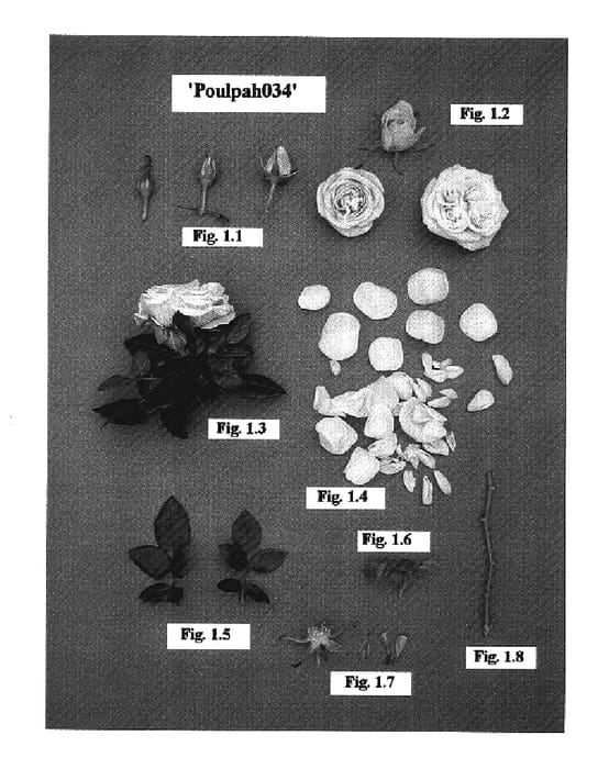 Figure 1 of US plant patent PP17674, the photograph of Poulpah034 printed in the patent.