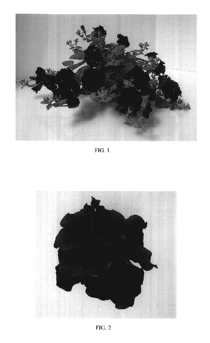 Figure 1 of US plant patent PP17675, the photograph of Kirimaji Double Blue Velvet printed in the patent.
