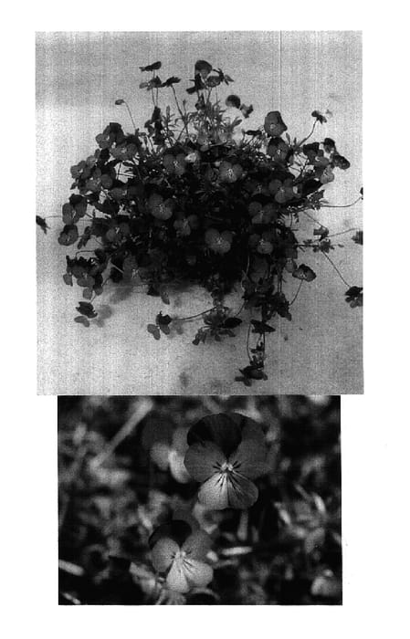Figure 1 of US plant patent PP17676, the photograph of Sunviobu printed in the patent.