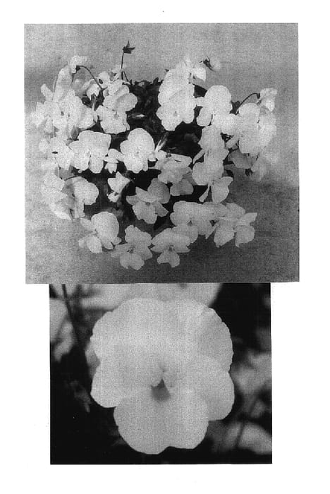 Figure 1 of US plant patent PP17677, the photograph of Sunviolaho printed in the patent.