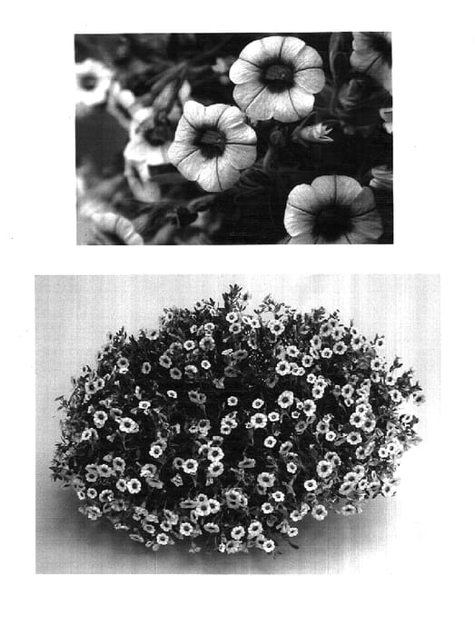 Figure 1 of US plant patent PP17678, the photograph of USCALI671M printed in the patent.