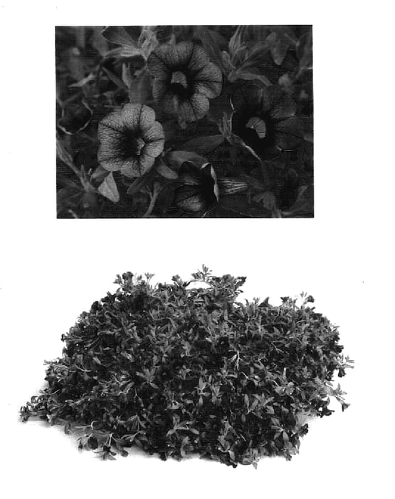 Figure 1 of US plant patent PP17679, the photograph of USCALI99 printed in the patent.
