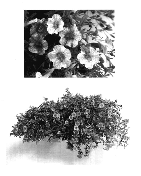 Figure 1 of US plant patent PP17680, the photograph of USCALI53M printed in the patent.