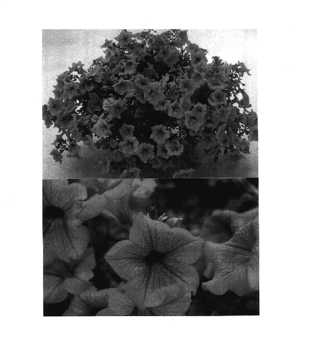 Figure 1 of US plant patent PP17681, the photograph of Sunhore printed in the patent.