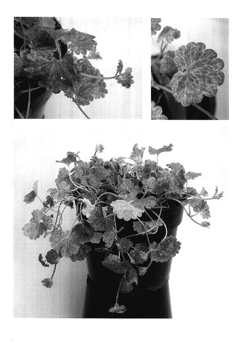 Figure 1 of US plant patent PP17683, the photograph of Dappled Light printed in the patent.