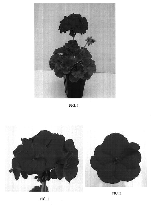Figure 1 of US plant patent PP17684, the photograph of Balluresion printed in the patent.