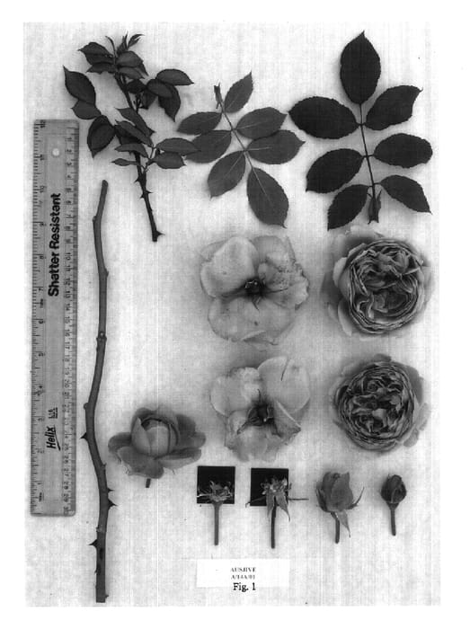 Figure 1 of US plant patent PP17685, the photograph of AUSjive printed in the patent.