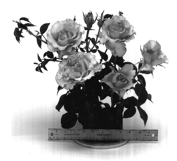 Figure 1 of US plant patent PP17686, the photograph of WEKsunvoye printed in the patent.