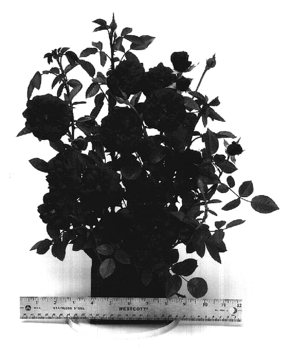 Figure 1 of US plant patent PP17687, the photograph of WEKamrav printed in the patent.