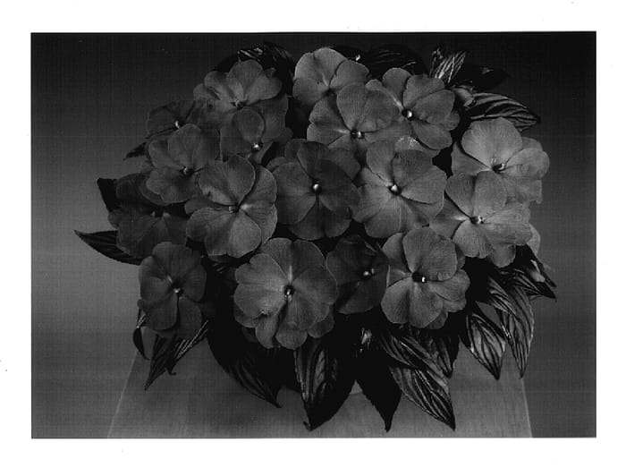 Figure 1 of US plant patent PP17689, the photograph of Fisnics Thyst printed in the patent.