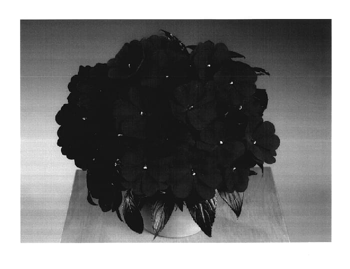 Figure 1 of US plant patent PP17690, the photograph of Fisnics Purdeep printed in the patent.