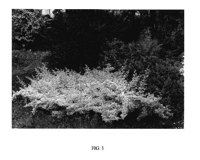 Figure 1 of US plant patent PP17691, the photograph of Golden Carpet printed in the patent.