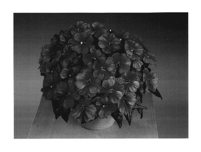 Figure 1 of US plant patent PP17692, the photograph of Fisnics Pursweet printed in the patent.