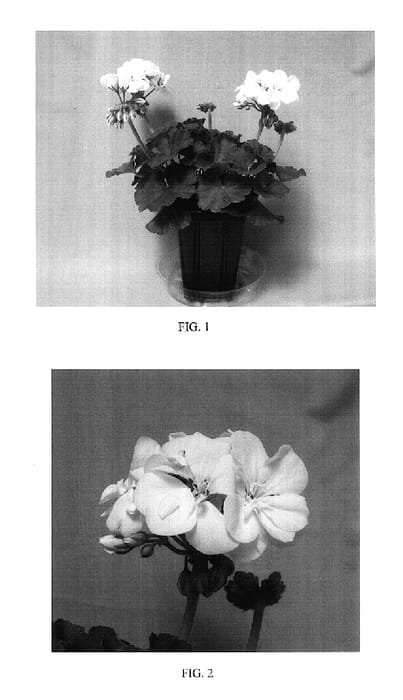 Figure 1 of US plant patent PP17693, the photograph of Balfanwite printed in the patent.