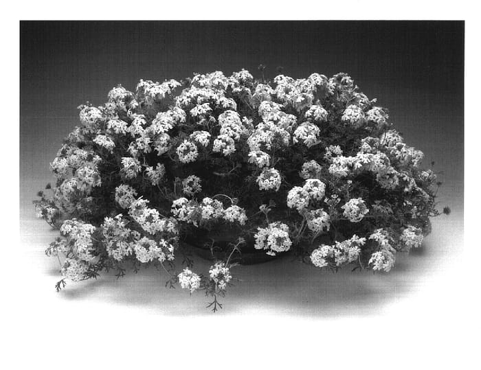 Figure 1 of US plant patent PP17694, the photograph of Visulvena printed in the patent.