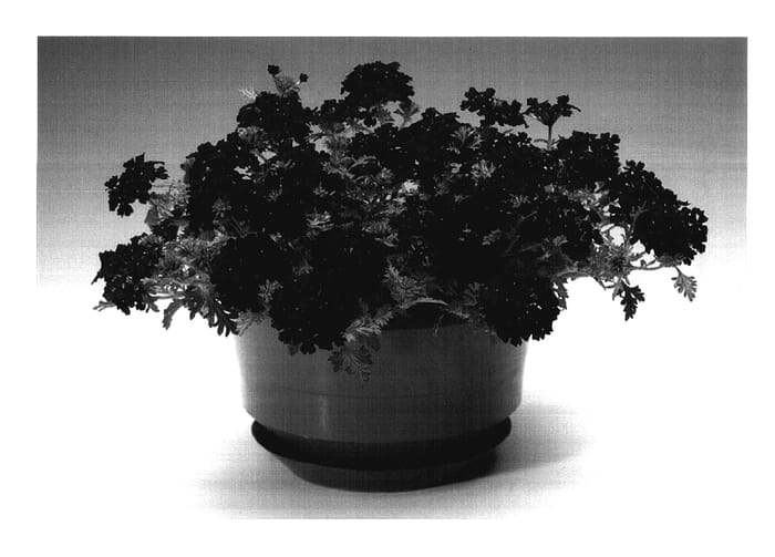Figure 1 of US plant patent PP17695, the photograph of Cardarpur printed in the patent.
