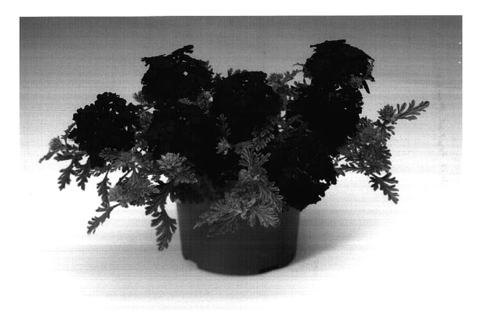 Figure 1 of US plant patent PP17696, the photograph of Carburgun printed in the patent.