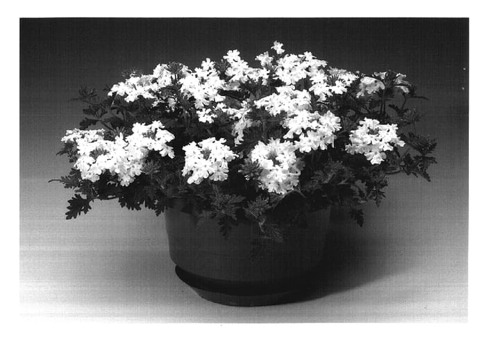 Figure 1 of US plant patent PP17697, the photograph of Carwi printed in the patent.