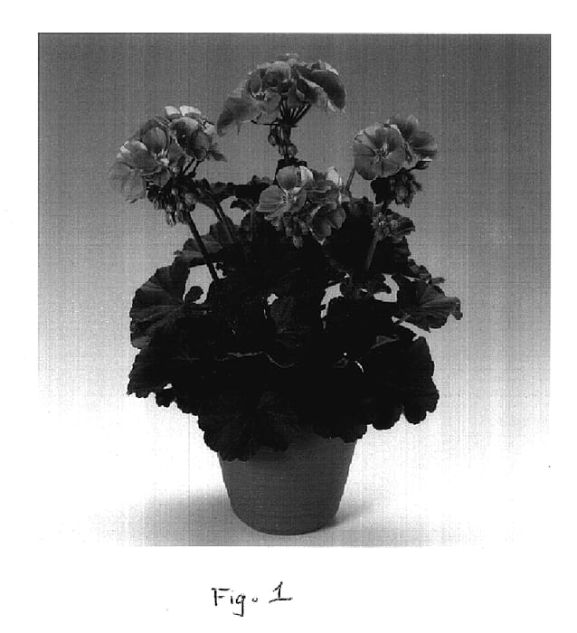 Figure 1 of US plant patent PP17698, the photograph of Penlava printed in the patent.