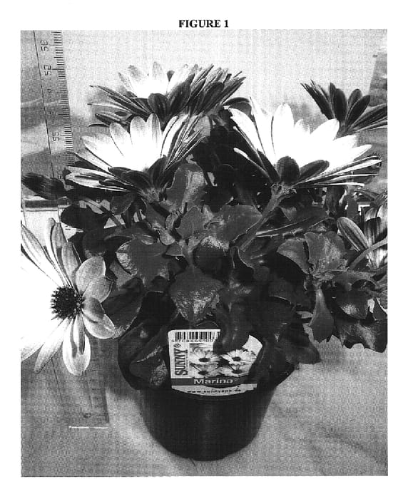 Figure 1 of US plant patent PP17699, the photograph of Sunny Marina printed in the patent.