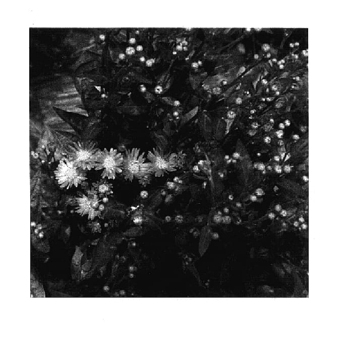 Figure 1 of US plant patent PP17700, the photograph of Blue Lake Blim printed in the patent.