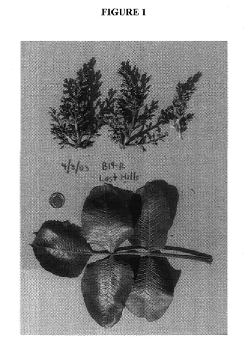 Figure 1 of US plant patent PP17701, the photograph of Lost Hills printed in the patent.
