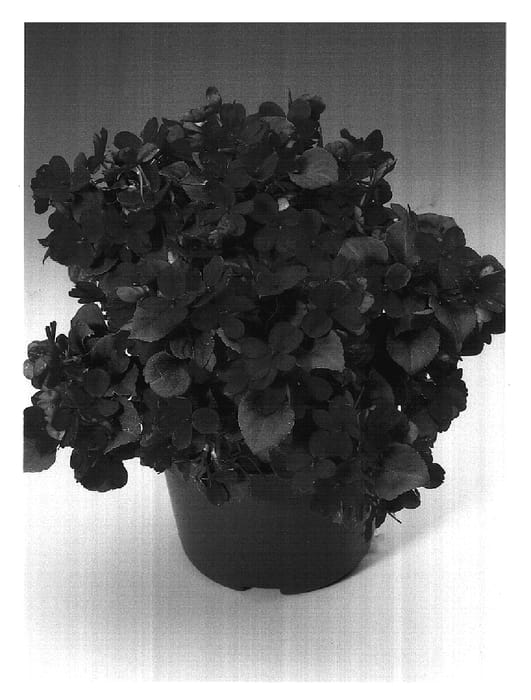 Figure 1 of US plant patent PP17702, the photograph of Immivoil printed in the patent.