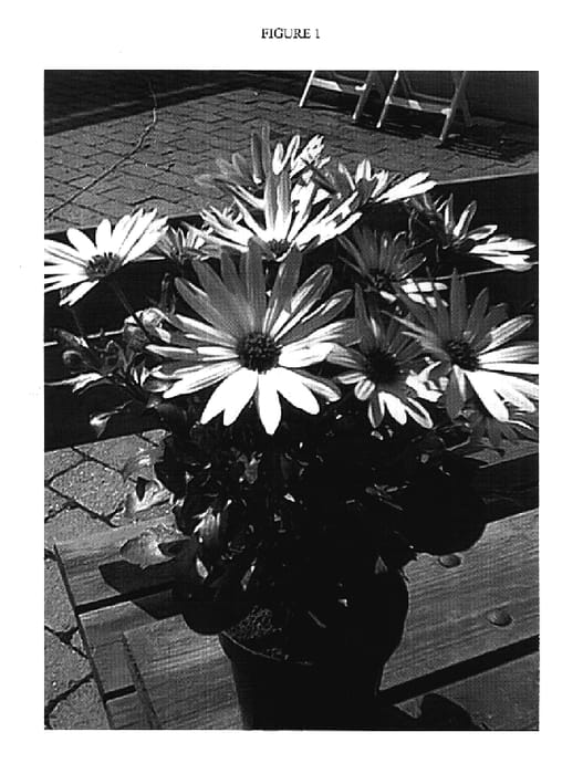 Figure 1 of US plant patent PP17703, the photograph of Sunny Golden Serena printed in the patent.