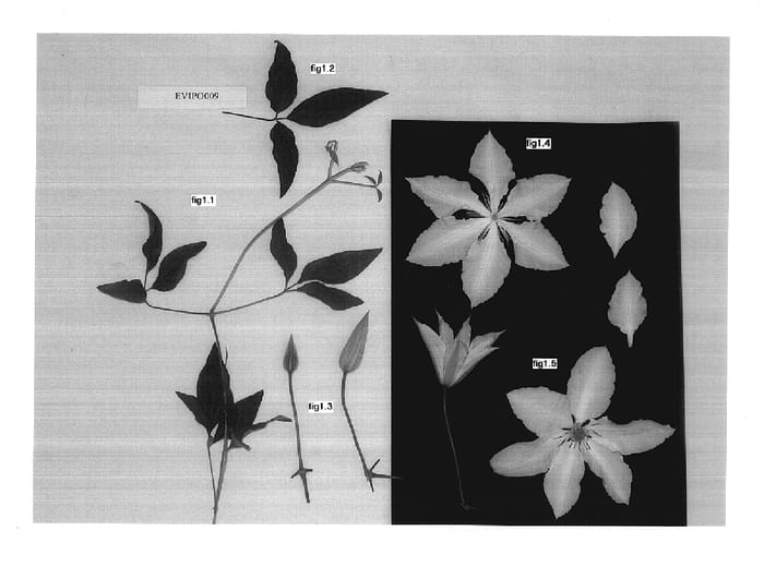 Figure 1 of US plant patent PP17704, the photograph of EVIpo009 printed in the patent.