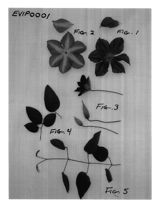 Figure 1 of US plant patent PP17705, the photograph of EVIpo001 printed in the patent.