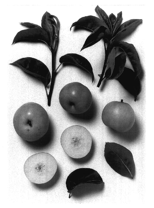 Figure 1 of US plant patent PP17706, the photograph of Asian pear tree, 85.10-23 printed in the patent.