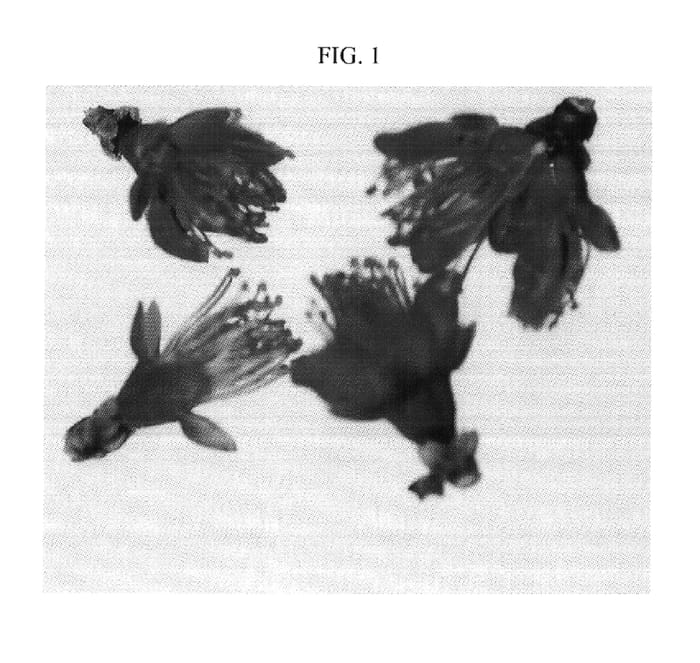 Figure 1 of US plant patent PP17707, the photograph of Nectariane printed in the patent.