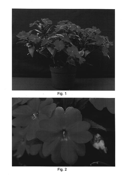 Figure 1 of US plant patent PP17708, the photograph of Misato FG1 printed in the patent.