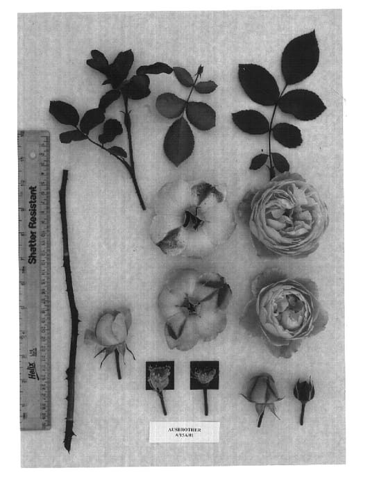 Figure 1 of US plant patent PP17709, the photograph of AUSbrother printed in the patent.