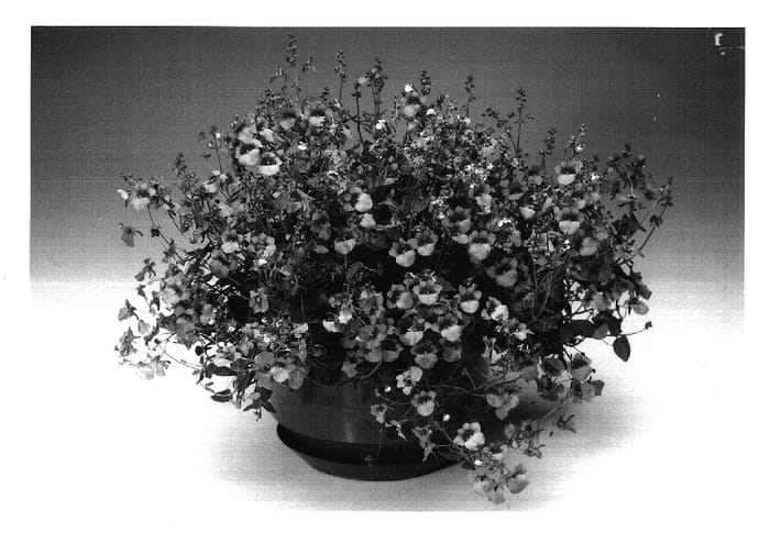 Figure 1 of US plant patent PP17711, the photograph of Diasttralav printed in the patent.
